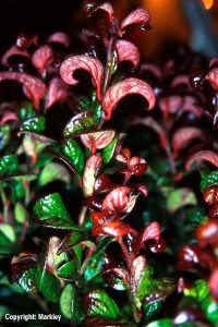 Leucothoe axillaris 'Curly Red'