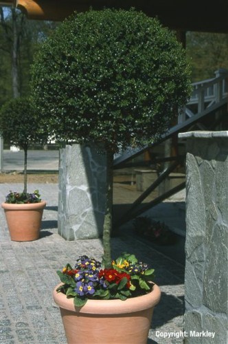 Ligustrum delavayanum