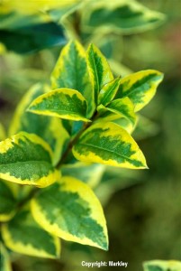 Ligustrum ovalifolium 'Aureum'