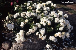 Rosa 'Lions-Rose' -R-