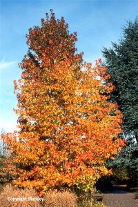 Liquidambar styraciflua