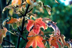 Liquidambar styraciflua 'Albomarginata Manon'
