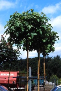 Liquidambar styraciflua 'Gumball'