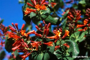 Lonicera brownii 'Dropmore Scarlet'