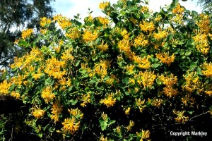 Lonicera tellmanniana