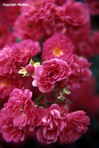 Rosa 'Lovely Fairy'  - R -