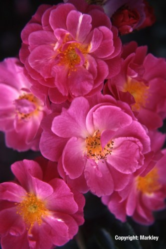 Rosa 'Magic Meidiland' -R-