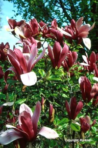 Magnolia liliiflora 'Nigra'