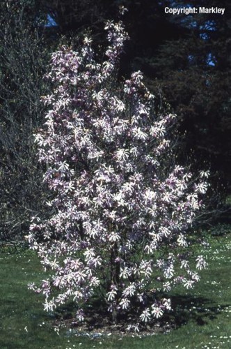 Magnolia loebneri 'Leonard Messel'