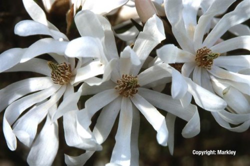 Magnolia stellata 'Royal Star'