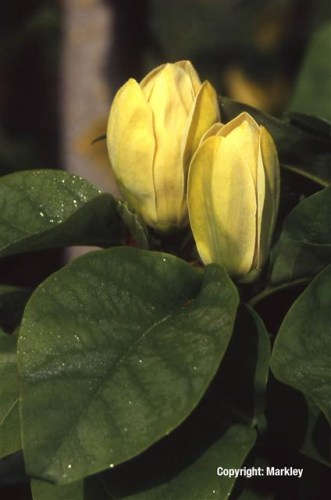 Magnolia 'Yellow Bird'
