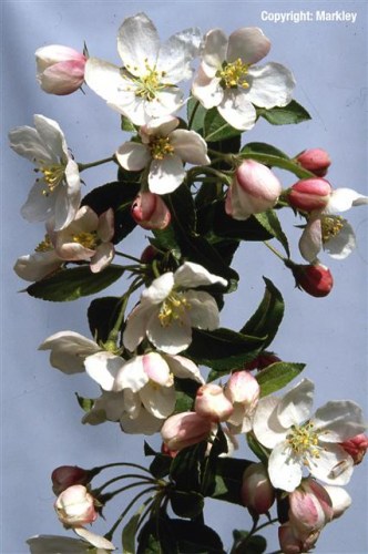 Malus 'Professor Sprenger'