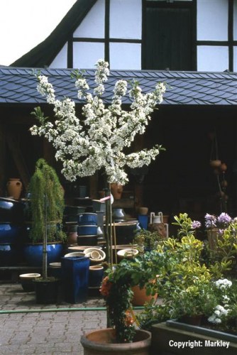 Malus sargentii 'Tina'