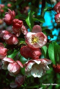 Malus 'Van Eseltine'