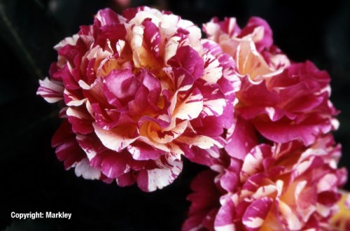 Rosa 'Maurice Utrillo' -R-