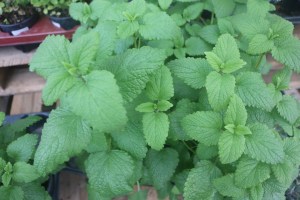 Keine Abbildung zugeordnet 