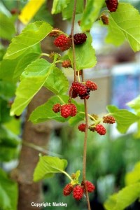 Morus alba 'Pendula'