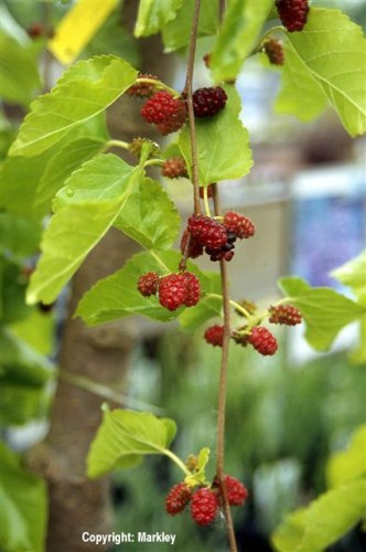 Morus alba 'Pendula'