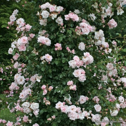 Rosa 'New Dawn'  - R -