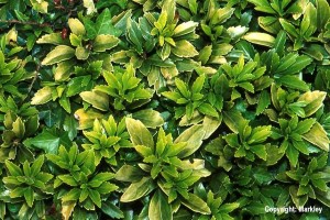 Pachysandra terminalis 'Green Carpet