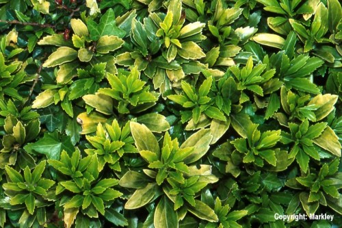 Pachysandra terminalis 'Green Carpet