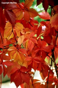 Parthenocissus quinquefolia 'Engelmannii'