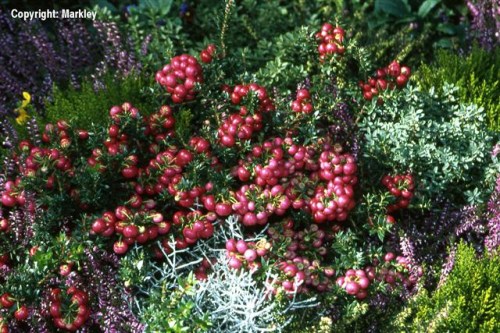 Pernettya mucronata-Sorten