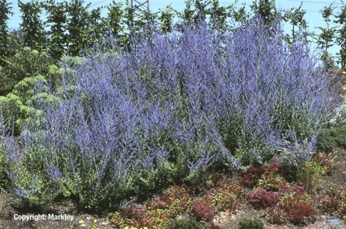 Perovskia atriplicifolia 'Blue Spire'