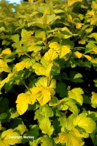 Physocarpus opulifolius 'Dart's Gold'