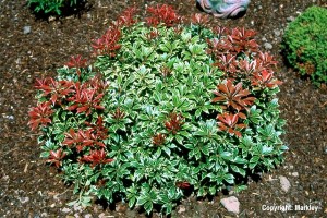 Pieris japonica 'Carnaval'