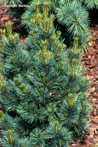 Pinus cembra 'Glauca'