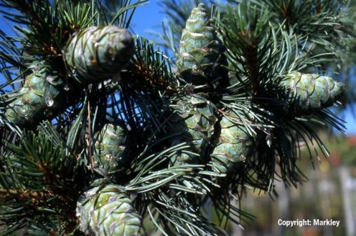 Pinus parviflora 'Glauca'