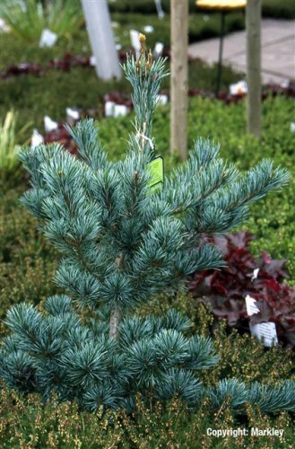 Pinus parviflora 'Negishi'