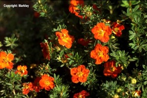 Potentilla fruticosa 'Red Ace'