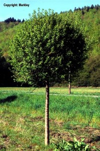 Prunus eminens 'Umbraculifera' (Pr. fruticosa 'Globosa')