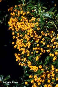 Pyracantha 'Soleil d'Or'