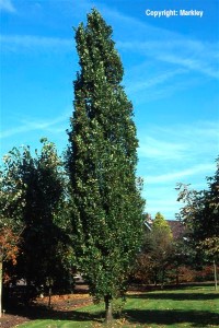 Quercus robur 'Fastigiata'