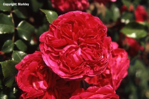 Rosa 'Red Leonardo da Vinci' -R-