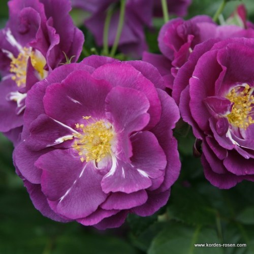 Rosa 'Rhapsody in Blue' -R-