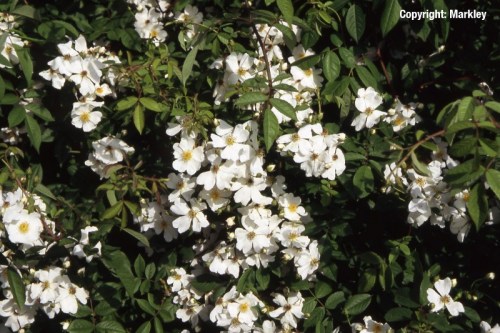 Rosa arvensis