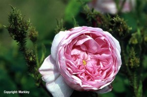 Rosa centifolia muscosa