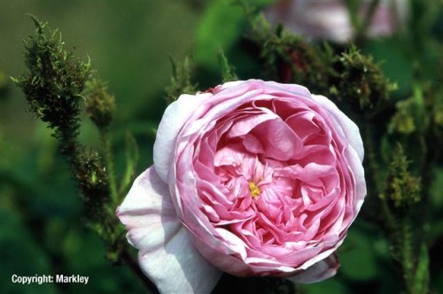 Rosa centifolia 'Muscosa'