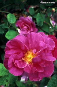 Rosa gallica officinalis