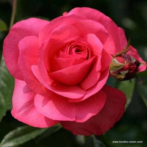 Rosa 'Rosanna' - R -