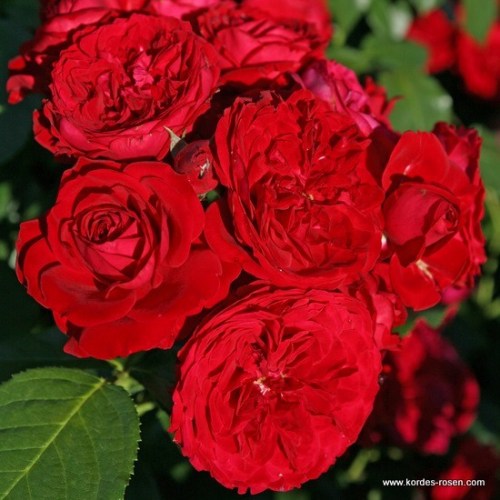 Rosa 'RotkÃ¤ppchen' -R-