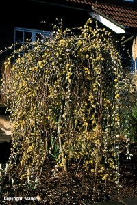 Salix caprea 'Pendula'