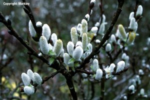 Salix hastata 'Wehrhahnii'