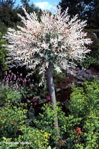 Salix integra 'Hakuro Nishiki'