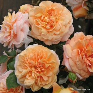 Rosa 'Sangerhäuser Jubiläumsrose' -R-