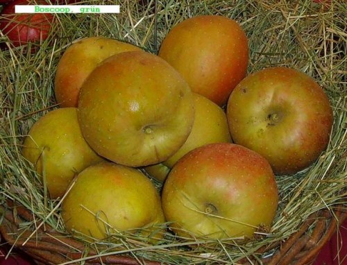 Malus 'Schöner von Boskoop'